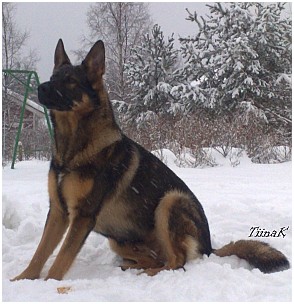 Great Shepherd´s Overtaker