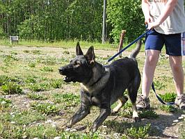 reeni
