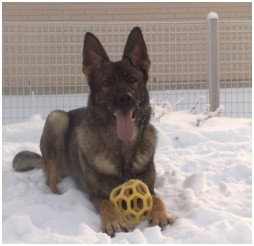 Great Shepherd´s Nasty-Nikita