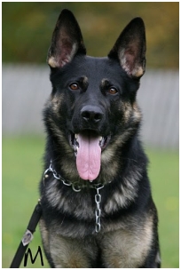 GREAT SHEPHERD'S OUTLAW