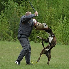 Topi